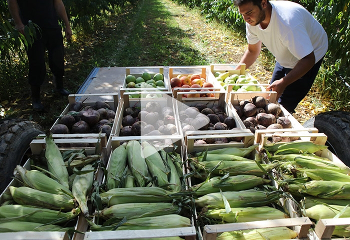 Αγρόκηπος-Χαλβατζή