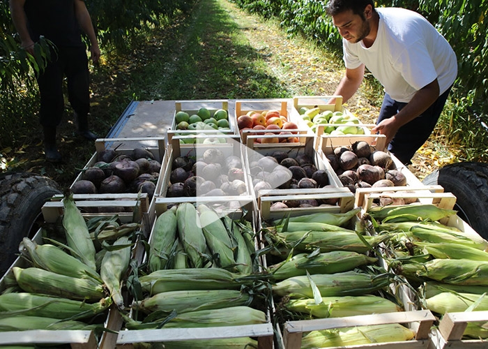 Αγρόκηπος-Χαλβατζή