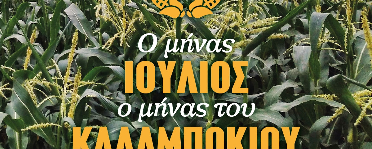 XALVATZI_FB_corn_JULY-02