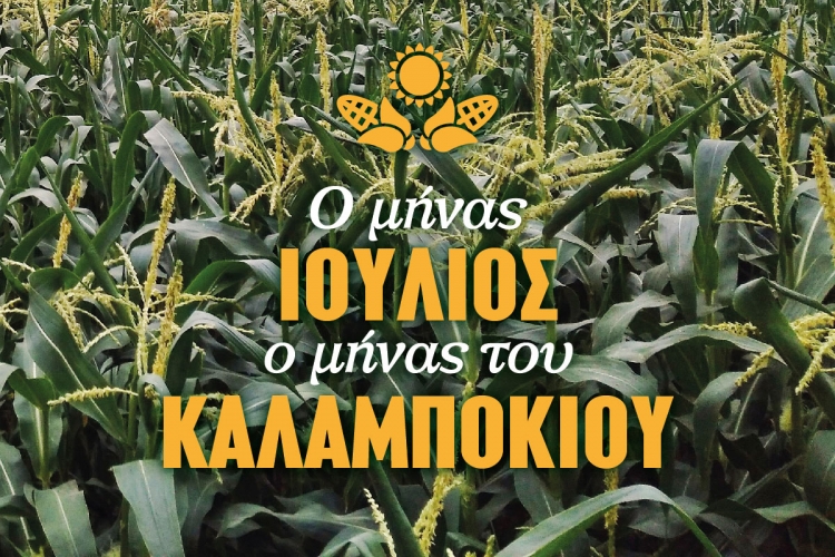 XALVATZI_FB_corn_JULY-02
