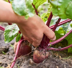 Beet-Harvest-bigstock-200807065-1024x683