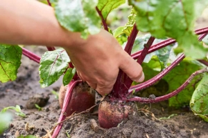 Beet-Harvest-bigstock-200807065-1024x683
